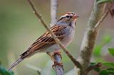 Chipping Sparrow_41081